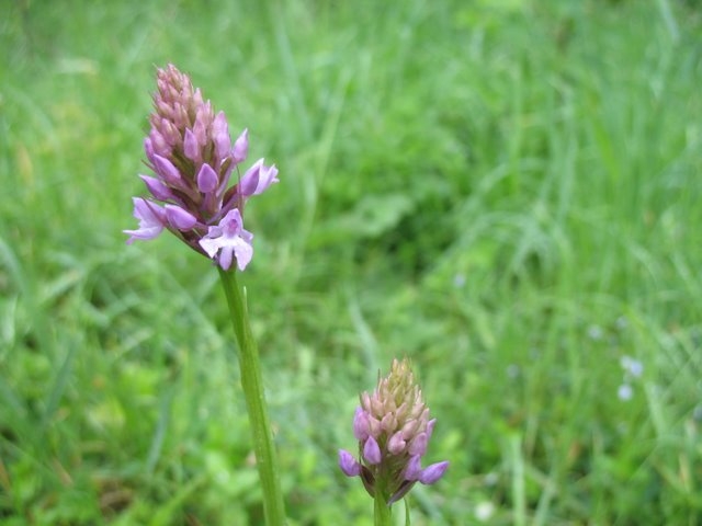 2007-05-Mare du Parc d'en Haut